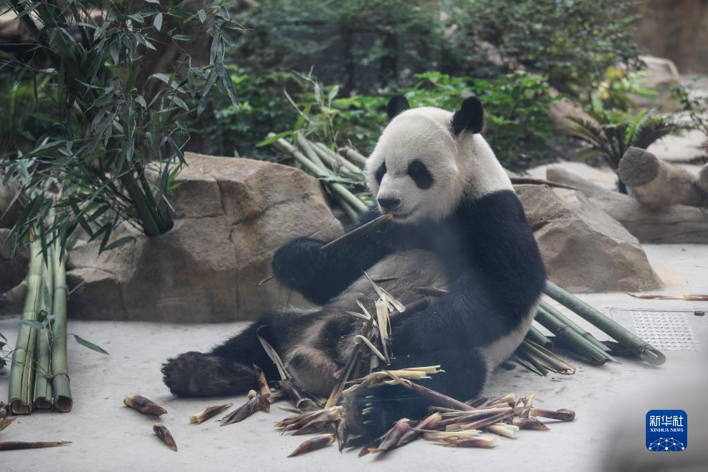 威尼斯电子游戏下载